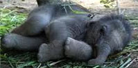 Elephants in Sri Lanka