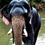 Sri Lankan Elephants