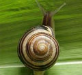Invertebrates